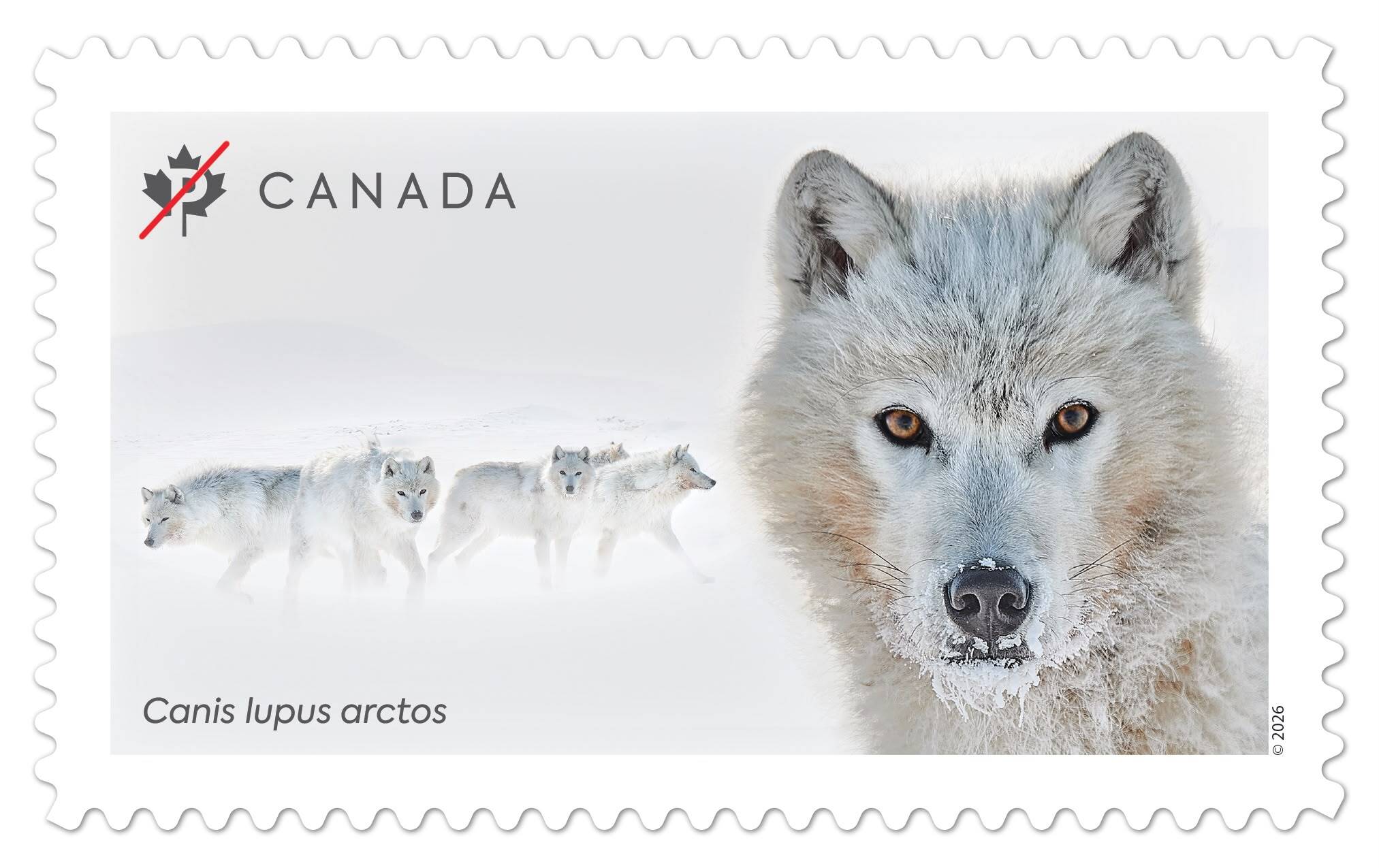 Ejaz Khan’s Arctic Wolf Photograph Featured on an Official Canada Post Stamp