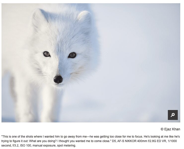 Northern Exposure: A Fashion Photographer Pursues Arctic Wolves. What Could Possibly Go Wrong?