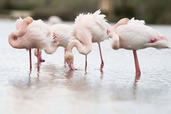 Flamingo fine art photography by Ejaz Khan