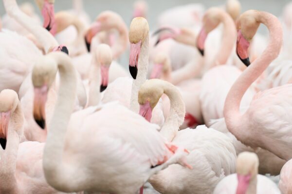 flamingo fine art photography
