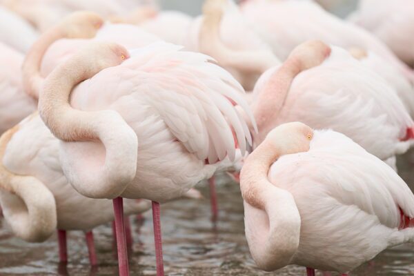 Flamingo fine art