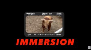 Camera viewfinder framing a bull, illustrating immersion in wildlife photography and how the viewfinder pulls the photographer into the subject’s world.