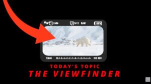 Camera viewfinder showing a wildlife subject framed in snow, illustrating immersive photography and how the viewfinder helps photographers connect with the moment.