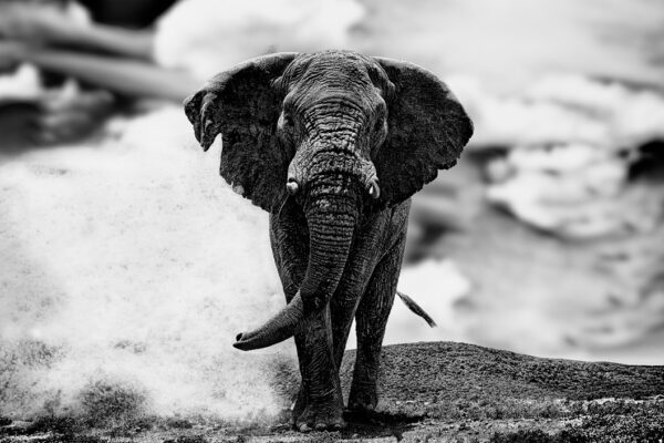 Fine art elephant of africa