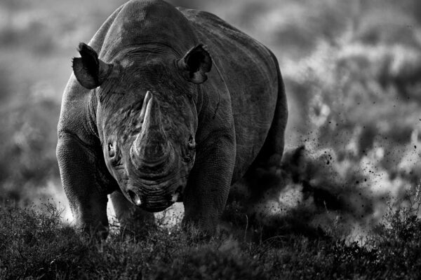 Rino in Africa