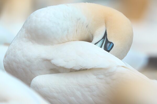 Bird photography in canada