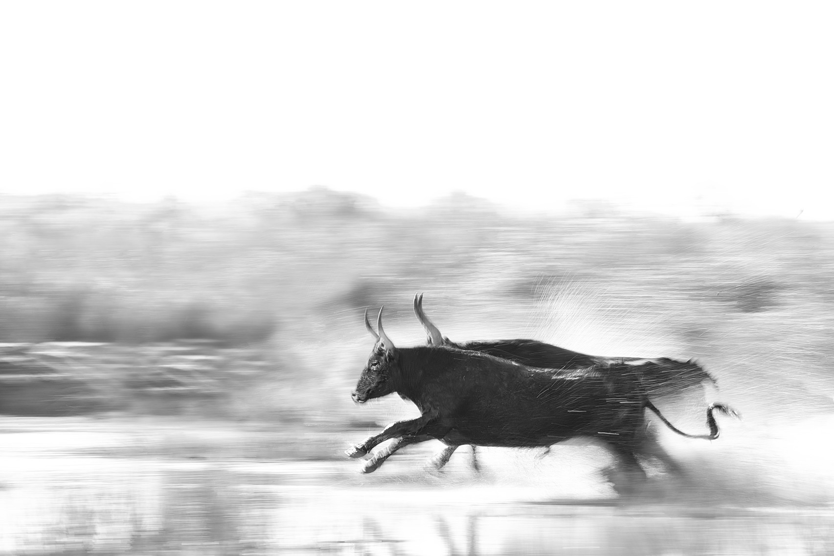 Momentum – Limited Edition Fine Art Wildlife Photography Print