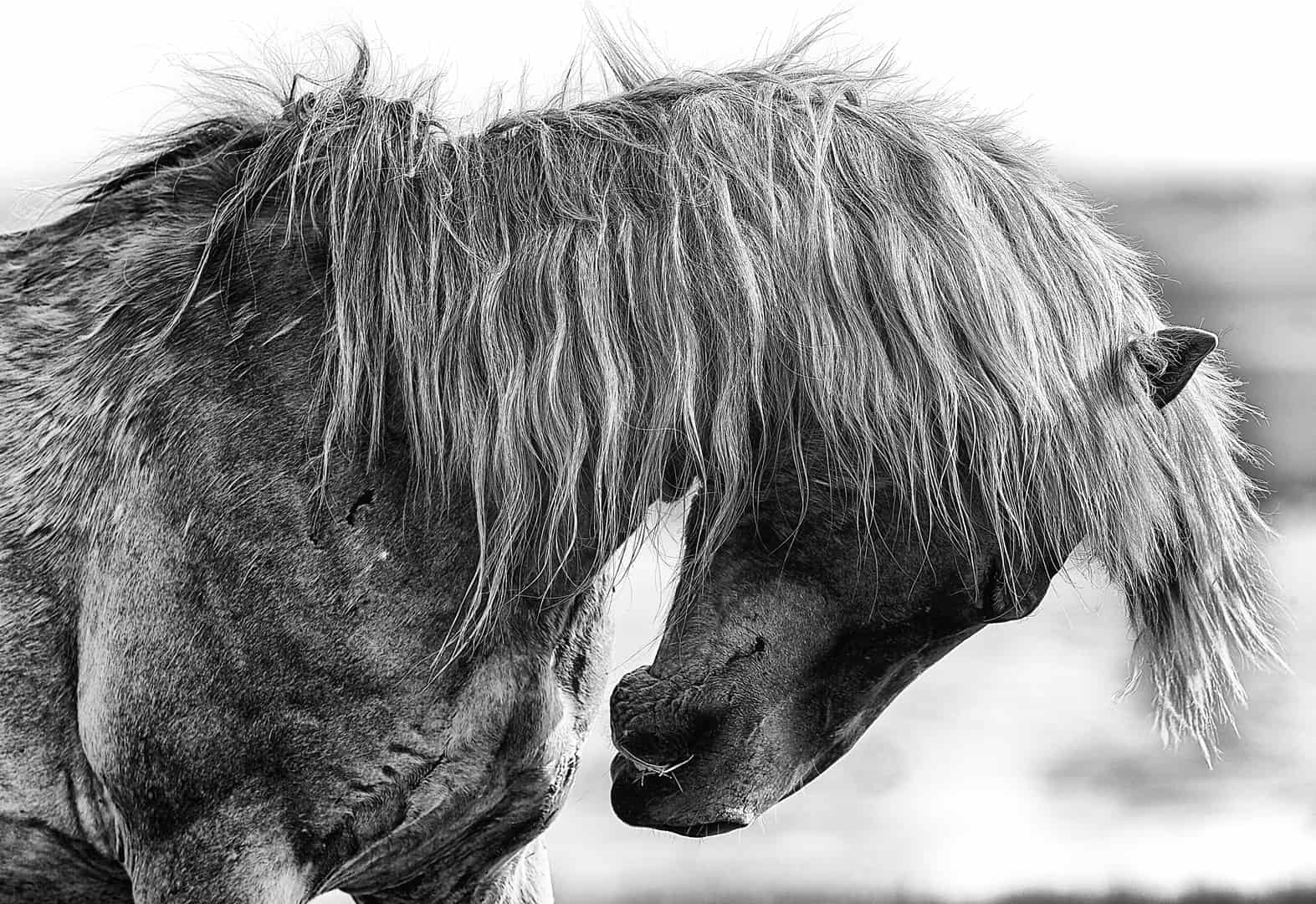 Surfer | Fine Art Horse Photography Print