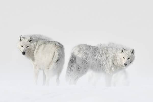 Two artic wolfs with a pack and protecting their group Fine art wild life photography