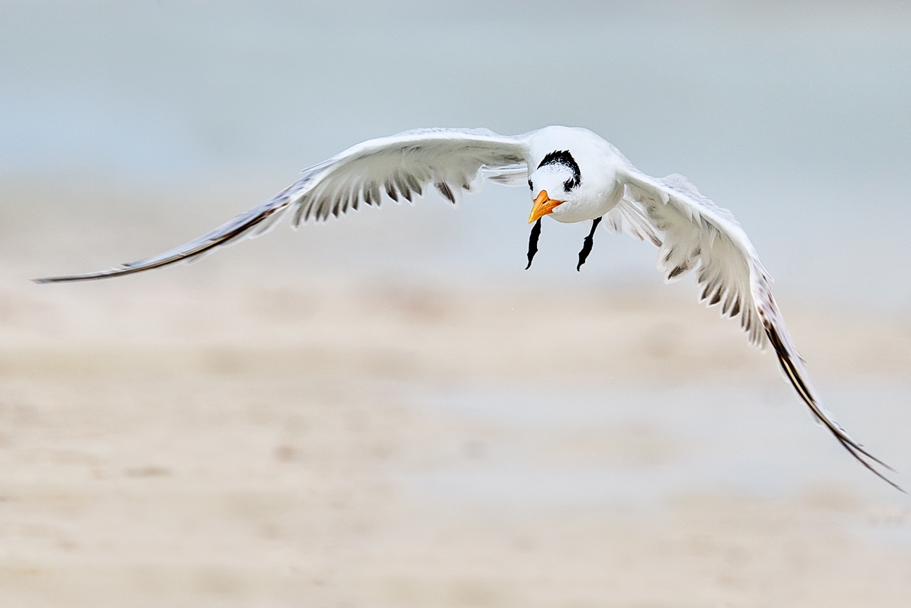 bird gliding low over water fine art wildlife photography