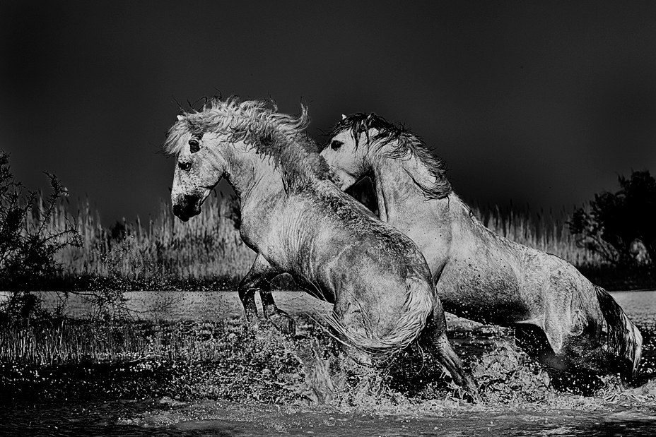 Friends in Vogue | Fine Art Horse Photography Print