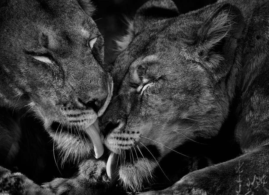 Lions after the kill in Africa Fine art photography