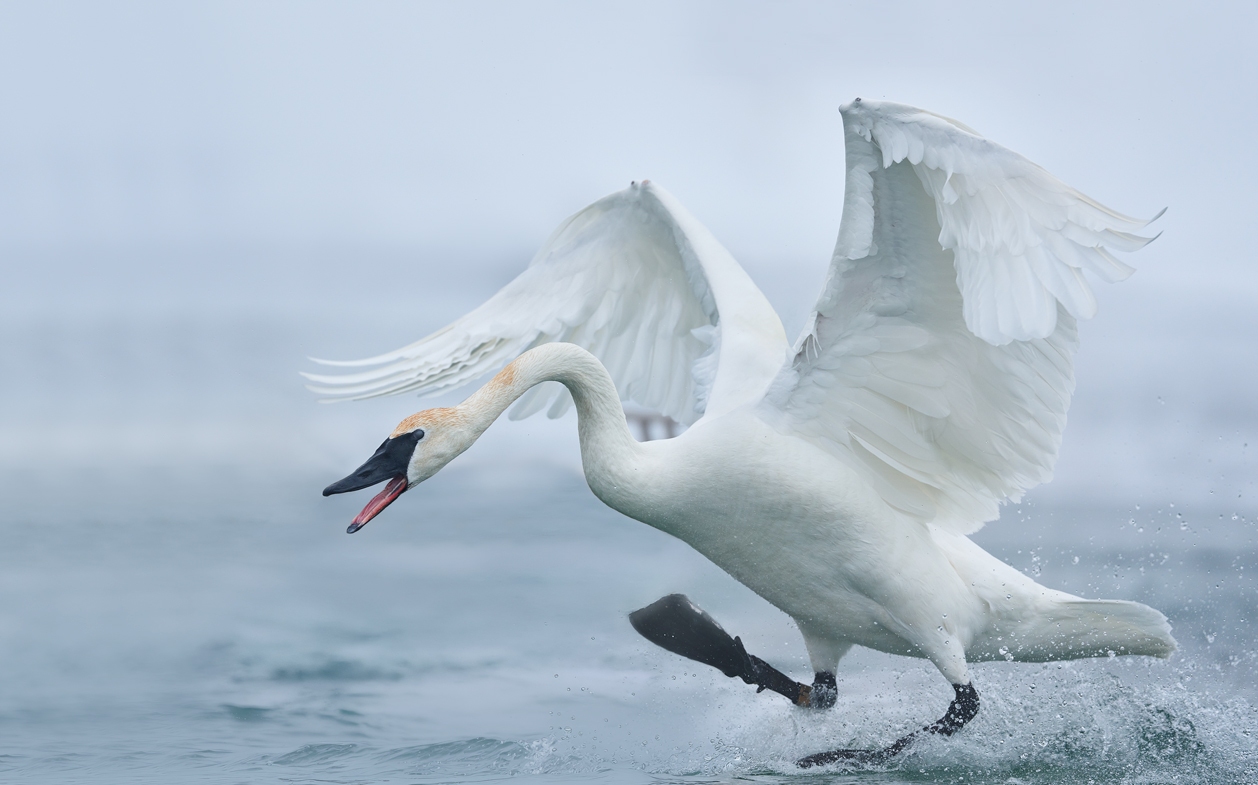 trumpeter swan running on water
