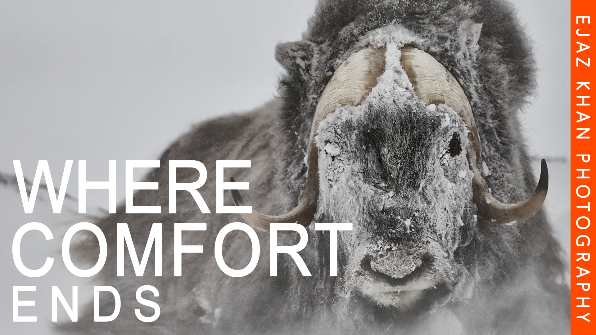 Wildlife Photography in harsh weather conditions