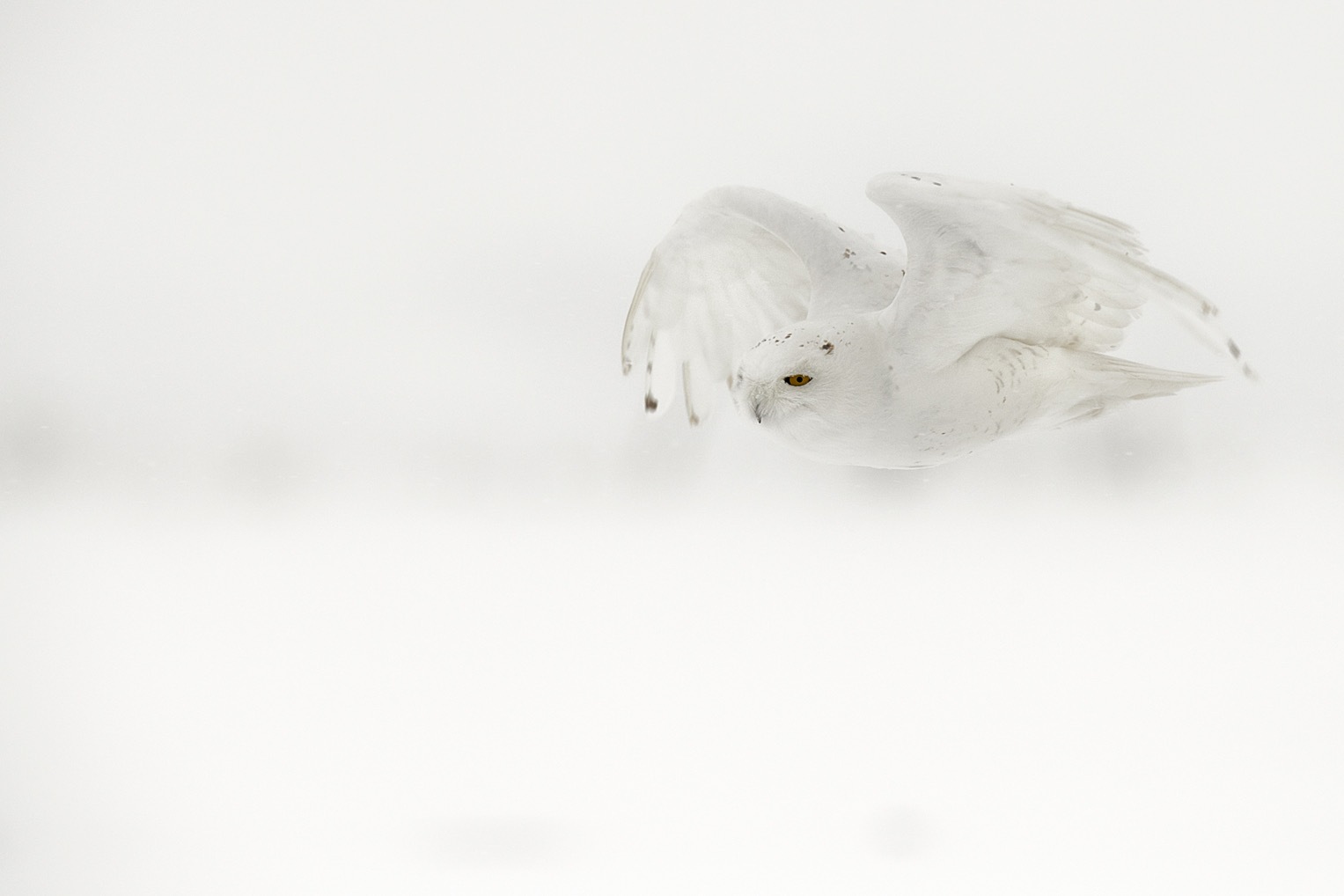 Admire – Limited Edition Fine Art Wildlife Photography Print