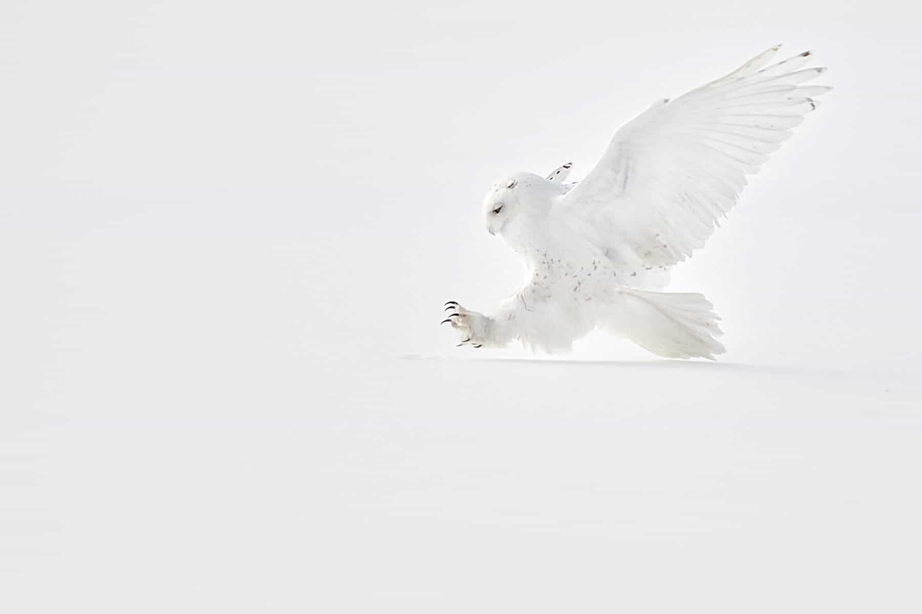 Asking Why – Limited Edition Fine Art Wildlife Photography Print