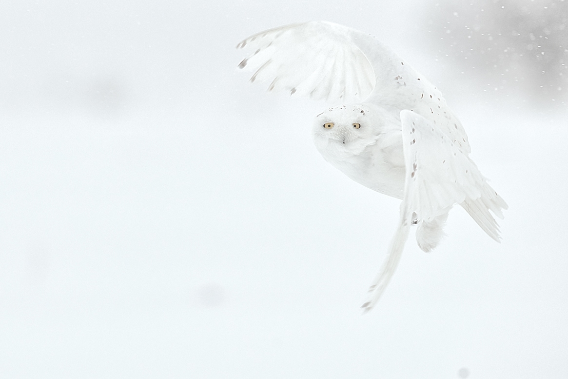 Wonderful | Fine Art Snowy Owl Photography Print