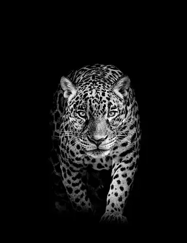 Collecting Wildlife Fine Art Photography