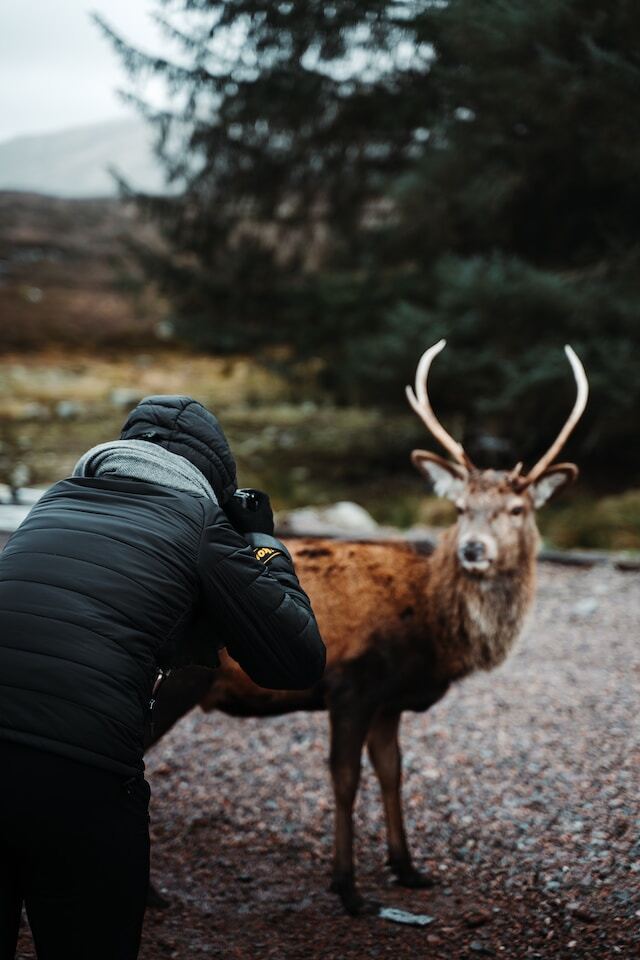 Collecting Wildlife Fine Art Photography