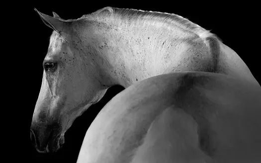 Collector of Wildlife Fine Art Photography