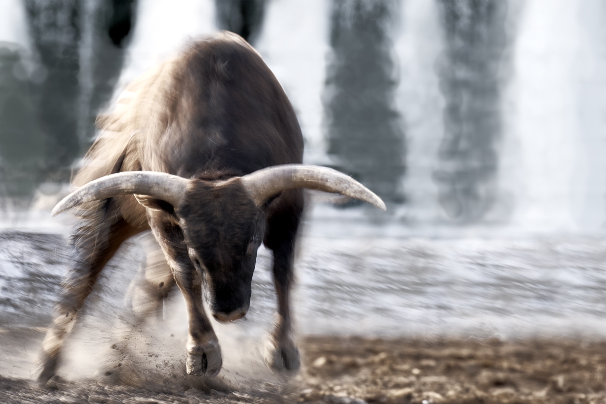 Confront – Limited Edition Fine Art Wildlife Photography Print