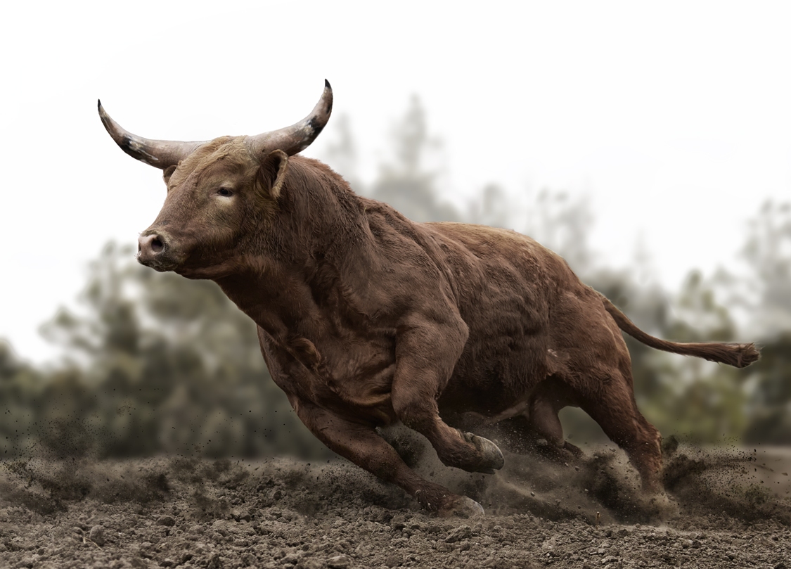 Apex – Limited Edition Fine Art Wildlife Photography Print
