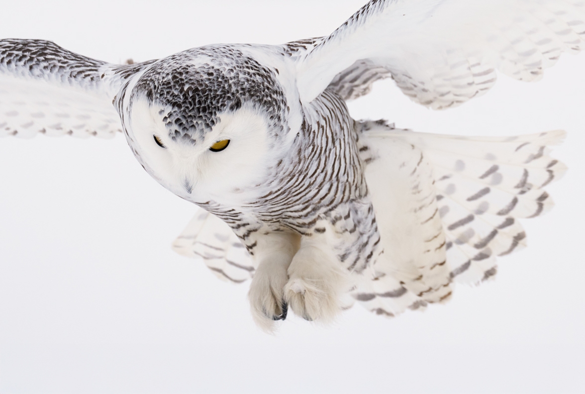 Arctic Muse – Limited Edition Fine Art Wildlife Photography Print