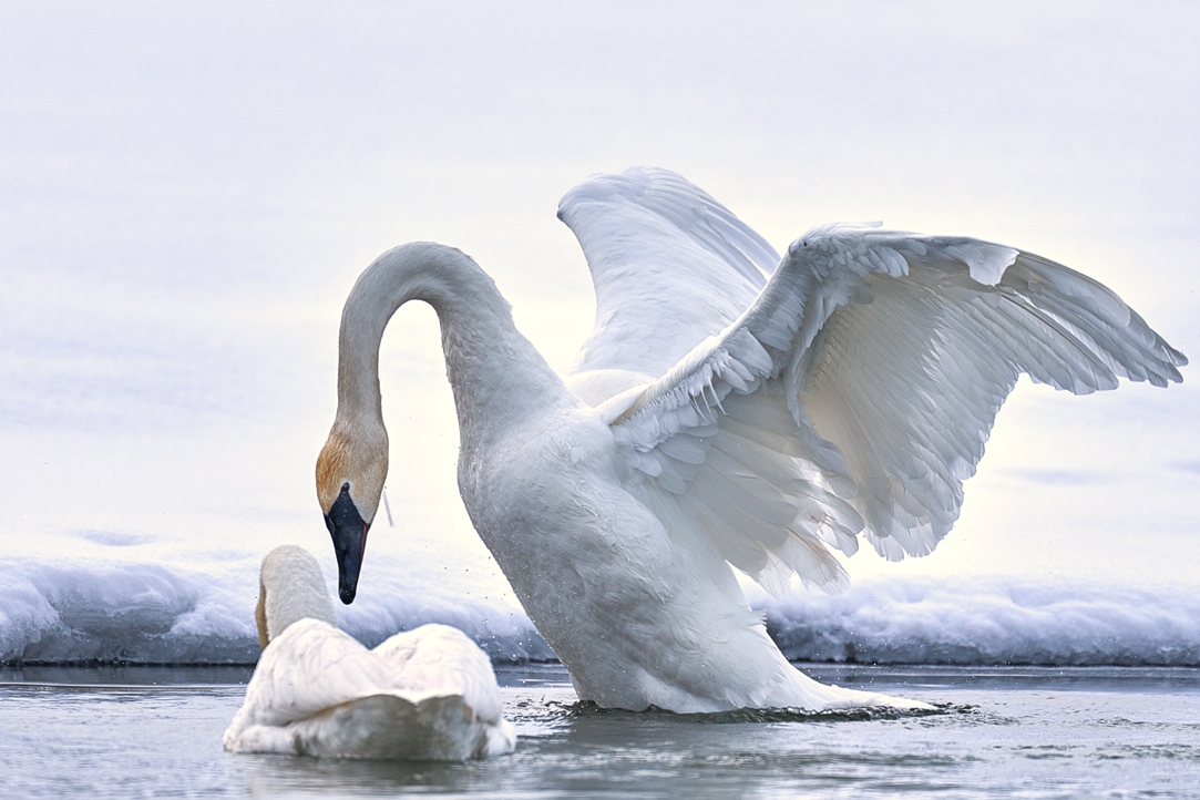 Fine Art Swan Photo in the snowy water