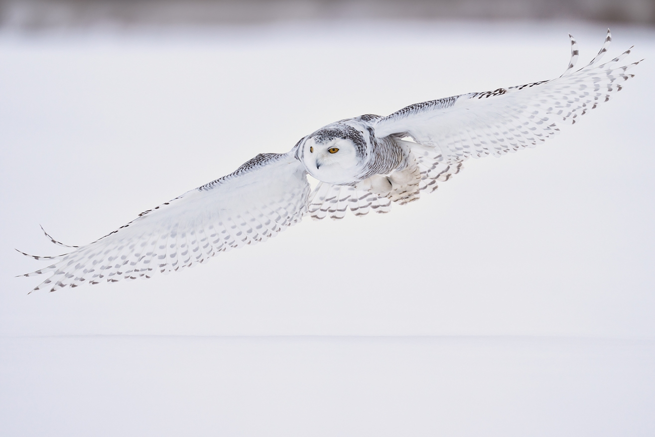 Wings of Winter – Limited Edition Fine Art Wildlife Photography Print