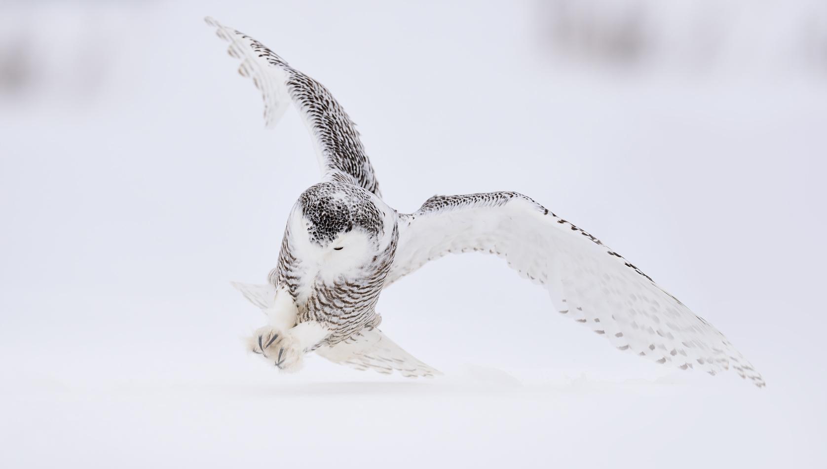 Silent – Limited Edition Fine Art Snowy Owl Photography Print