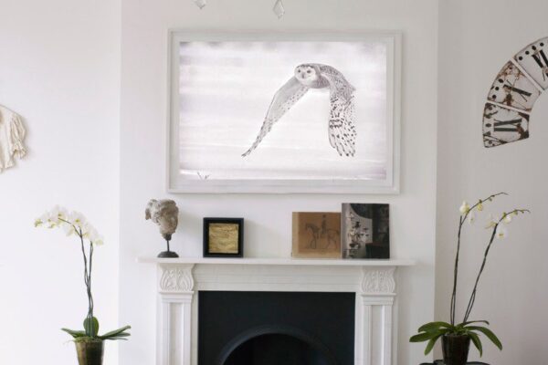 WHITE FLYING OWL