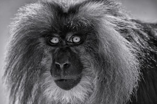 Lion-Tailed Monkey Close-Up Print