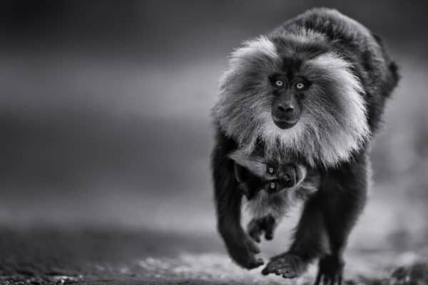 Lion-Tailed Monkey Print