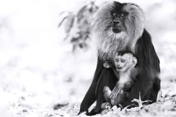 Lion-Tailed Monkey Photo Print