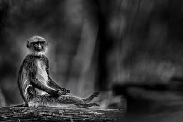 langur monkey print wall art