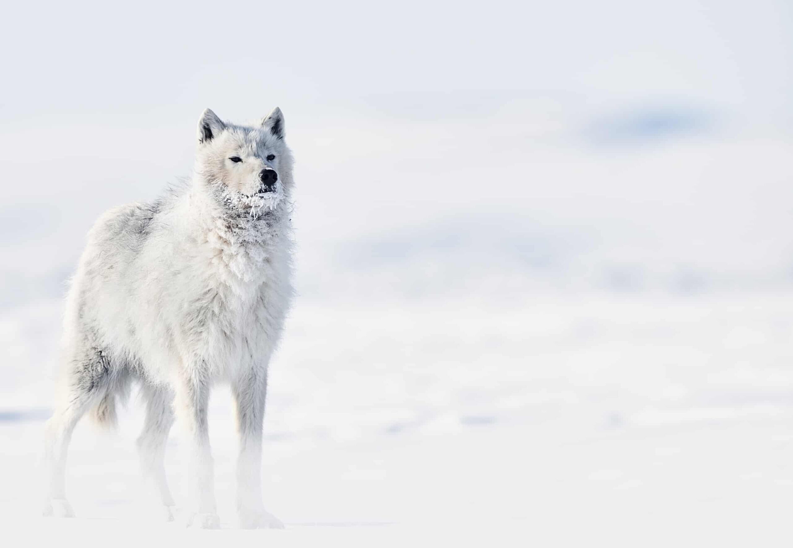 Sniffing The Air | Fine Art Wolf Photography Print