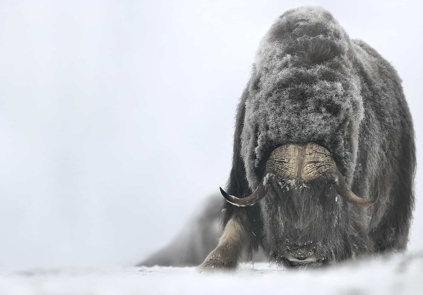 musk ox charging in snow fine art wildlife photography