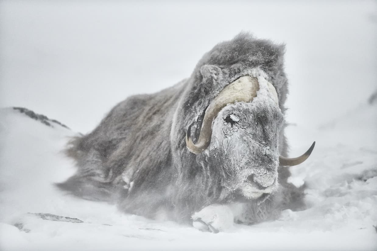 musk ox resting in a snowstorm, fine art wildlife photography