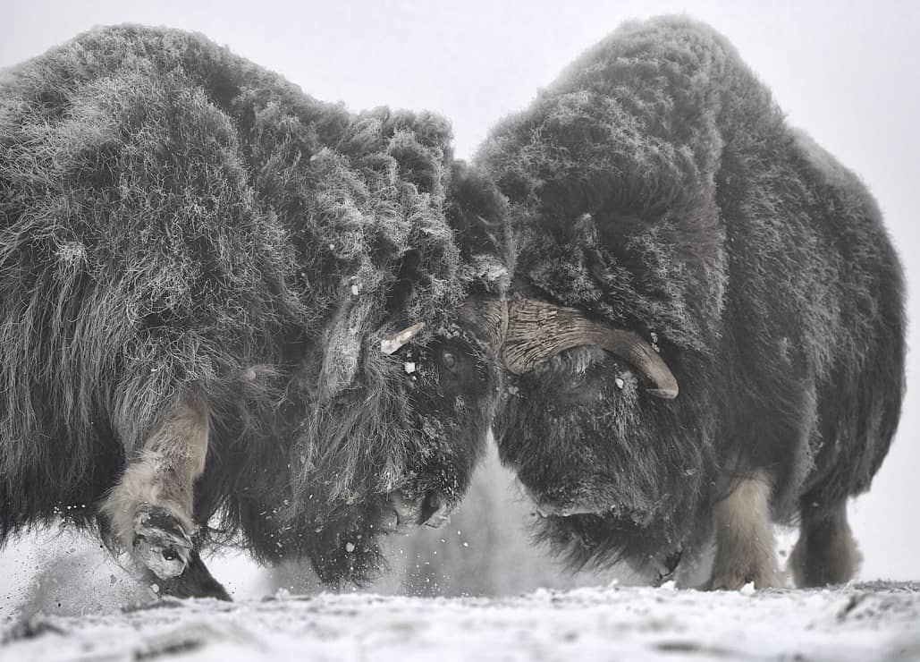 musk oxen locked horns, snow fine art wildlife photography