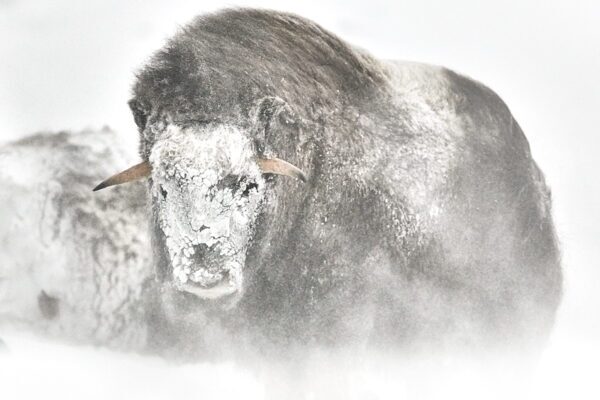 musk ox in snow storm fine art wildlife photography