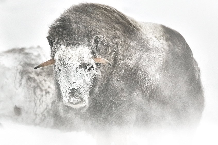 musk ox in snow storm fine art wildlife photography