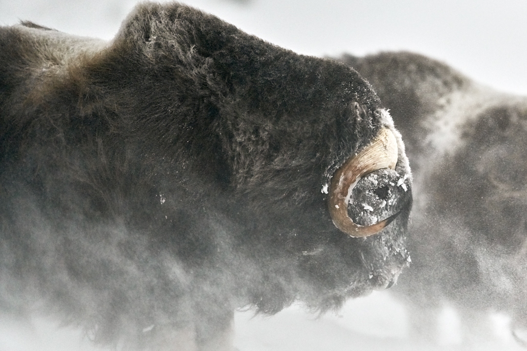 musk ox fighting close up horns snow fine art photography