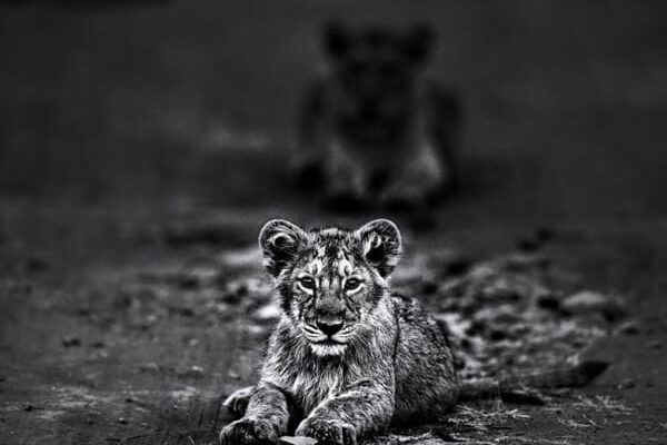 Baby Lion fine Art Print