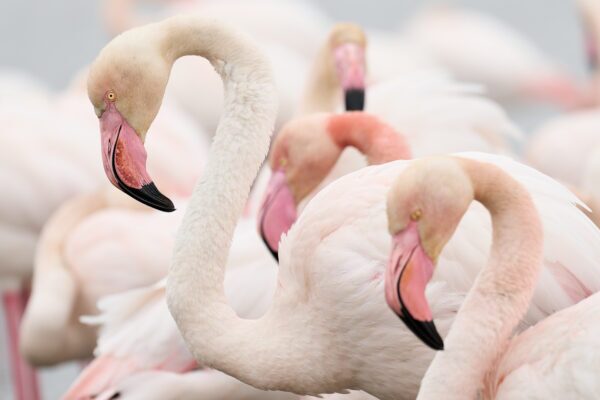 Flamingo Artwork