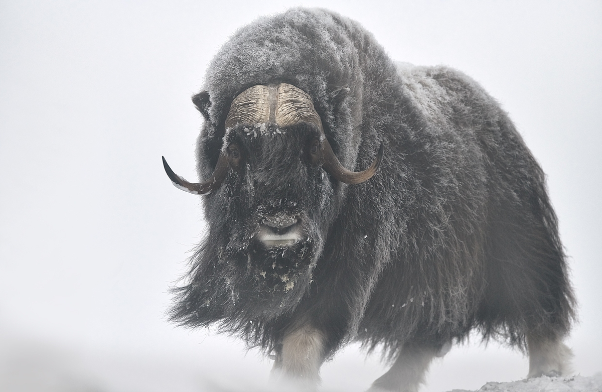 musk ox standing in snow fine art wildlife photography