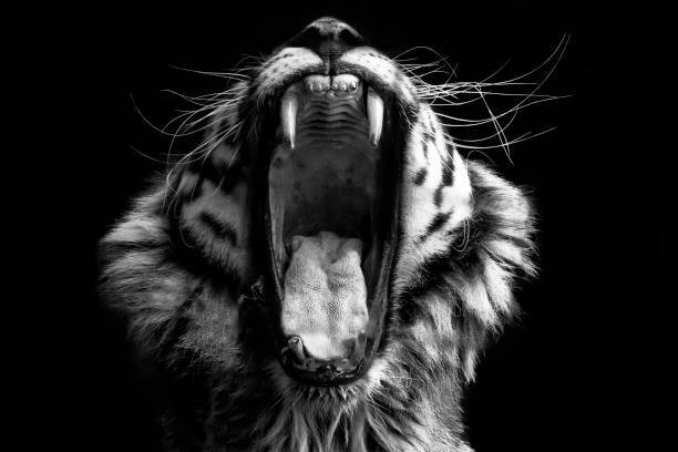 Create Black and White Fine Art Photography 