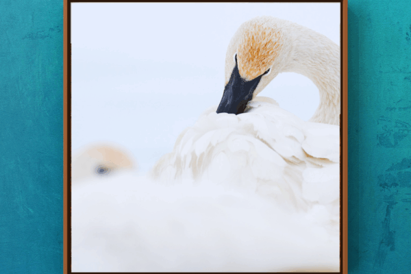 la-blanchette-trumpeter-swan