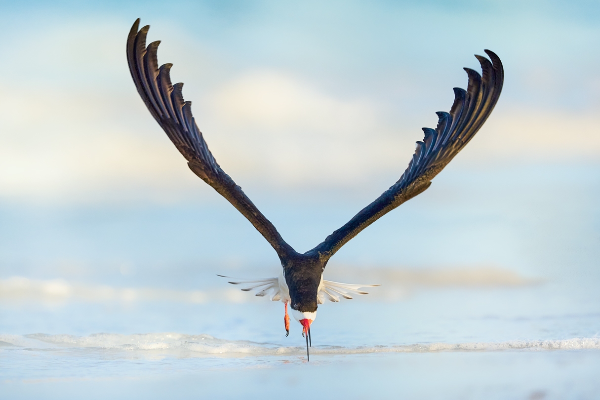 Fine Art Skimmer Image