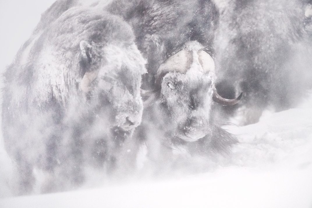 musk oxen in snow storm fine art wildlife photography