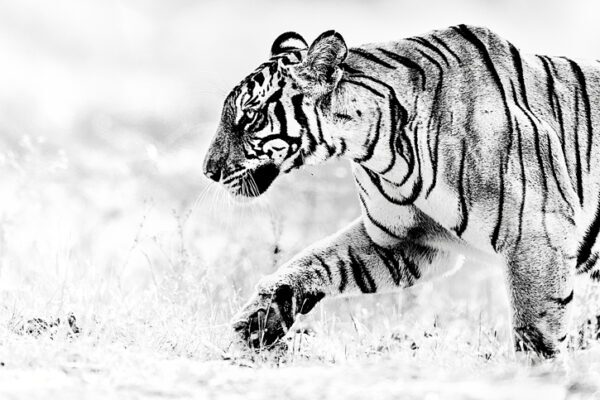Tigers The Iconic Walk